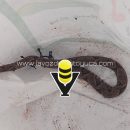 Capturan víbora “Cuatro Narices” en domicilio de Platón Sánchez