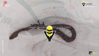Capturan víbora “Cuatro Narices” en domicilio de Platón Sánchez