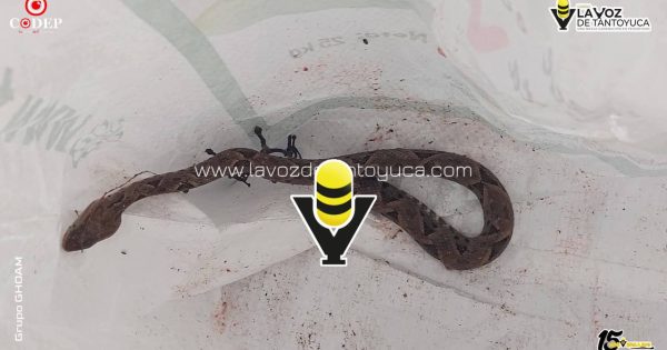 Capturan víbora “Cuatro Narices” en domicilio de Platón Sánchez