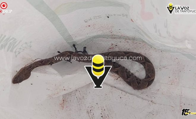 Capturan víbora “Cuatro Narices” en domicilio de Platón Sánchez