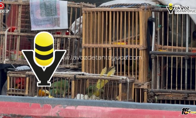 photo_5114135473839344721_y