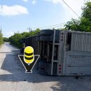 Vuelca tráiler con ganado en la carretera Valles - Tampico