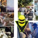 Fiscalía de Veracruz rescata a 42 caninos tras diligencia de cateo en Coatzacoalcos