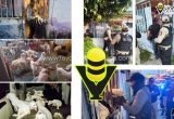 Fiscalía de Veracruz rescata a 42 caninos tras diligencia de cateo en Coatzacoalcos