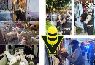 Fiscalía de Veracruz rescata a 42 caninos tras diligencia de cateo en Coatzacoalcos