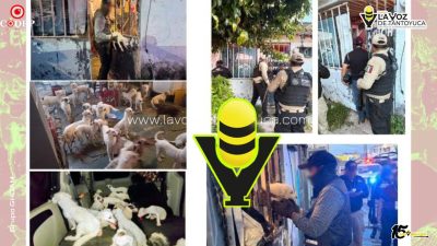 Fiscalía de Veracruz rescata a 42 caninos tras diligencia de cateo en Coatzacoalcos