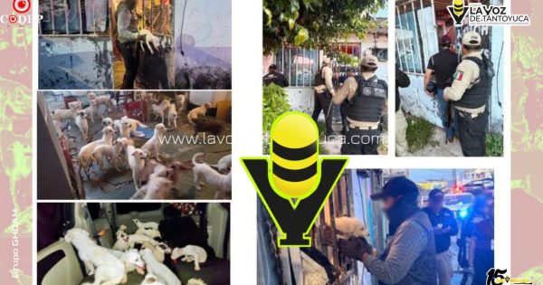 Fiscalía de Veracruz rescata a 42 caninos tras diligencia de cateo en Coatzacoalcos