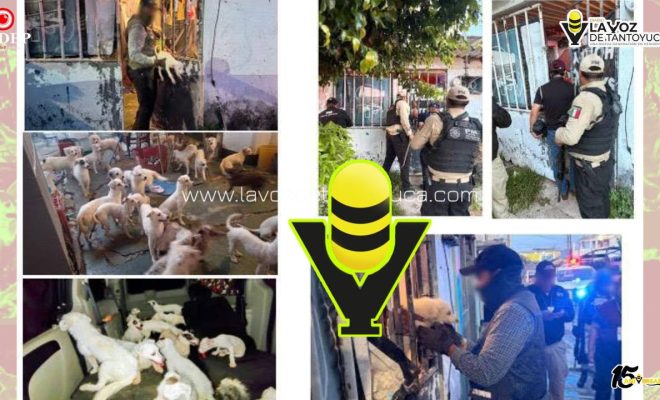 Fiscalía de Veracruz rescata a 42 caninos tras diligencia de cateo en Coatzacoalcos