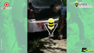 Denuncian presunto maltrato animal contra “Pintita” en Huejutla