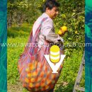 Arranca temporada alta de naranja en Álamo