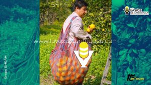 Arranca temporada alta de naranja en Álamo