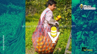 Arranca temporada alta de naranja en Álamo