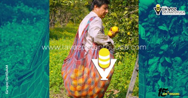 Arranca temporada alta de naranja en Álamo