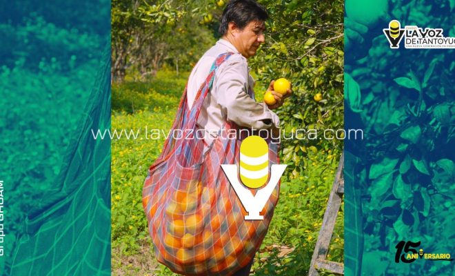 Arranca temporada alta de naranja en Álamo