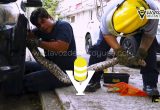¡Tremendo culebrón! Rescatan boa de entre las llantas de un vehículo