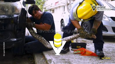 ¡Tremendo culebrón! Rescatan boa de entre las llantas de un vehículo