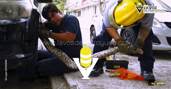 ¡Tremendo culebrón! Rescatan boa de entre las llantas de un vehículo