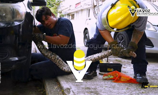 ¡Tremendo culebrón! Rescatan boa de entre las llantas de un vehículo